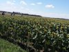 CaEx_SoLa_2017_134_1024x575